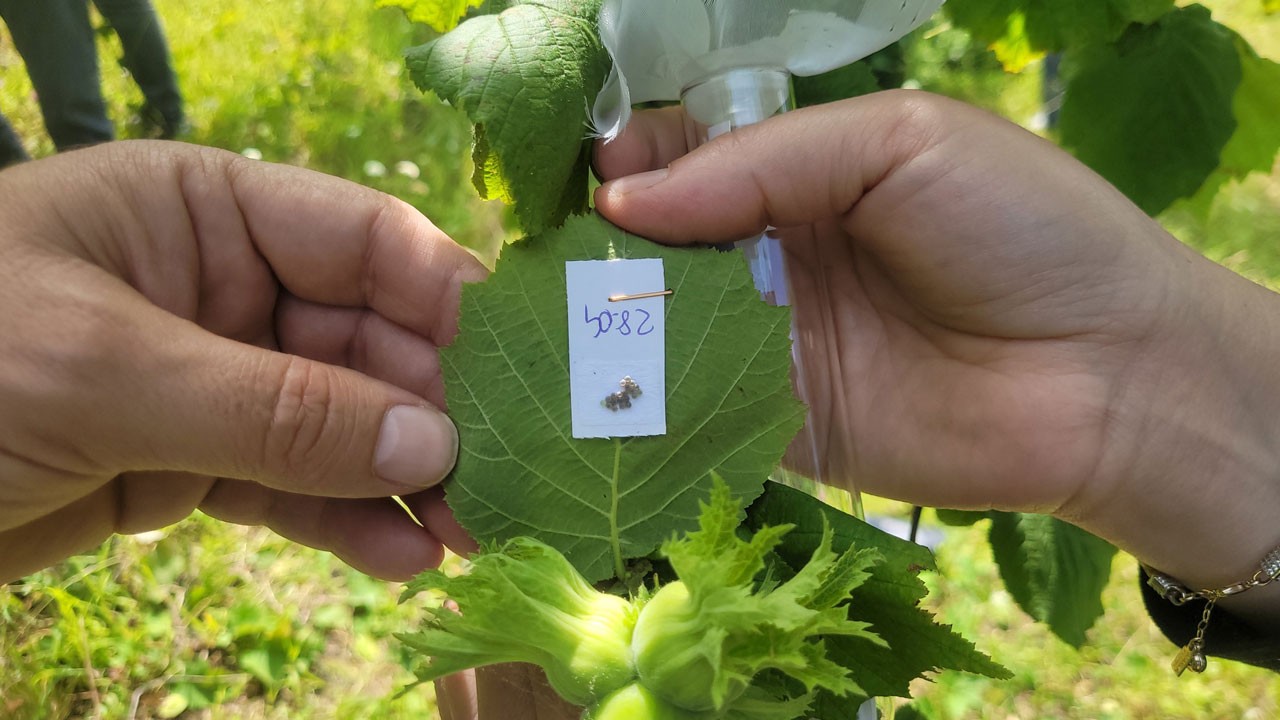 Kahverengi kokarcaya karşı 5 bin samuray arısı salındı