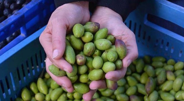 'Kalamata Zeytini' lüks Oldu