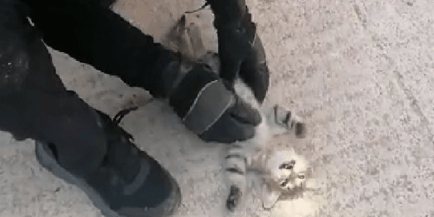 Kalbi duran kediye kalp masajı