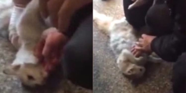 Kalbi duran kediyi böyle hayata dönderdi