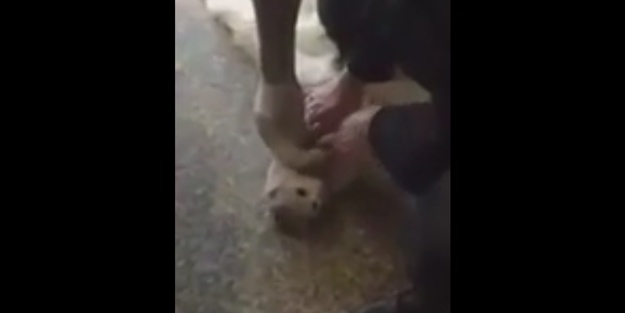 Kalbi duran kediyi kalp masajı yaparak kurtardılar!