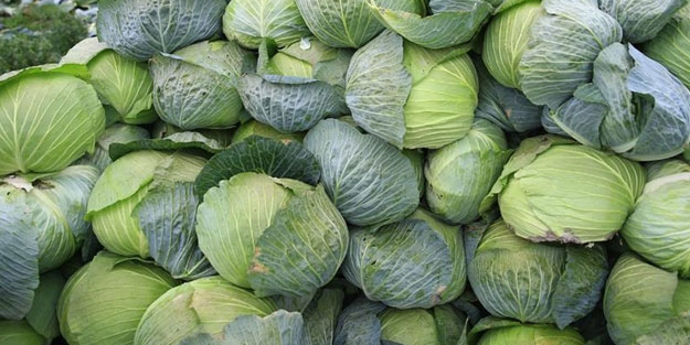 Kalbi koruyup kanseri uzak tutuyor! Lahananın faydaları saymakla bitmiyor