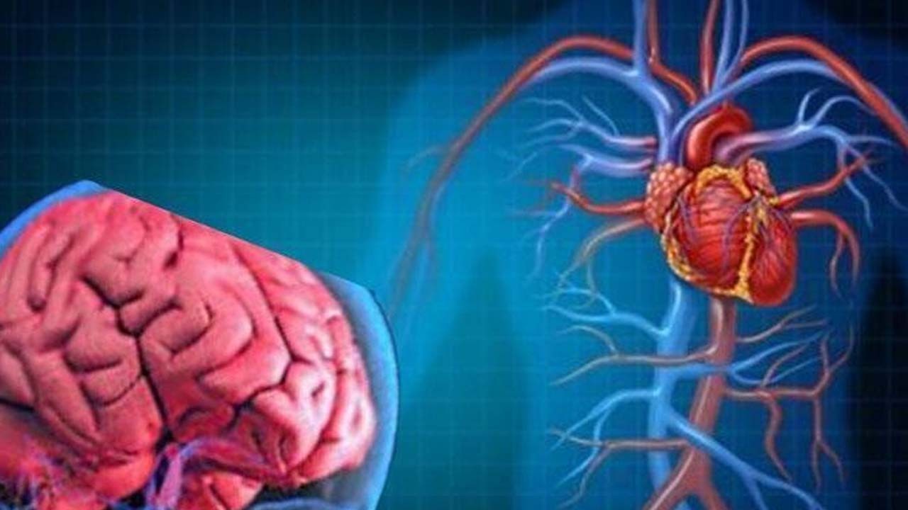 Kalbin içindeki gizemli sinir Ağı: Yeni tedavi ümitleri!