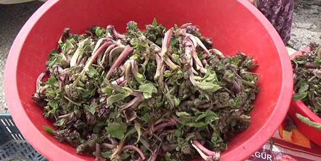 Kaldirik bitkisinin kanserle mücadeleye etkisi araştırılacak