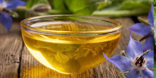 Kaldirik otu (Hodan) nedir? Kaldirik otu nerde yetişir faydaları nelerdir? Hodan çay tarifleri