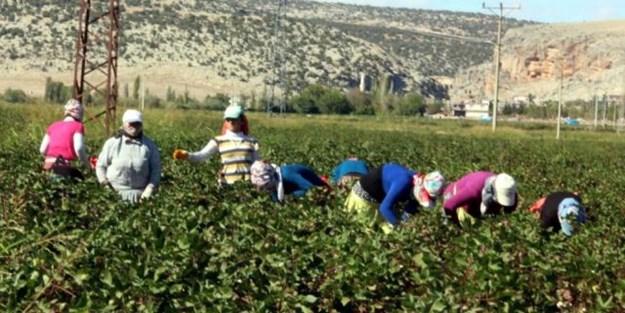 Kalem tutması gereken eller pamuk topluyor