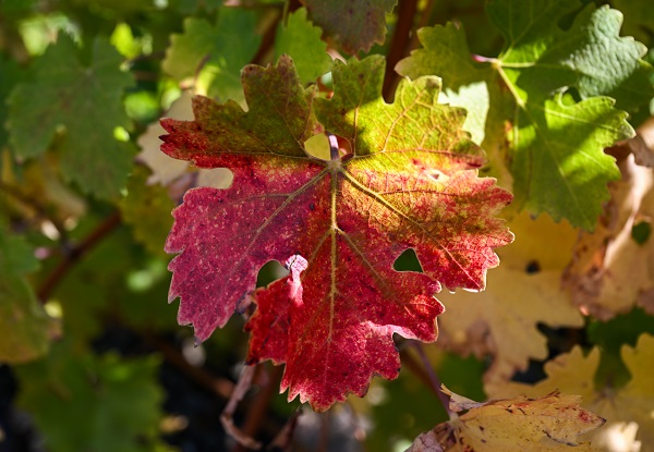 Kaliforniya Napa Vadisi'nde sonbahar