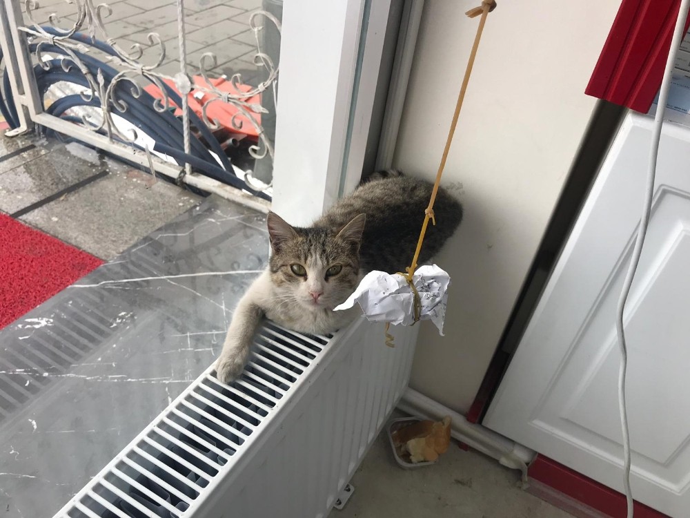 Kalorifer peteğine sarılan kedi görenleri şaşkına çevirdi 