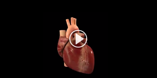 Kalp nasıl çalışıyor?