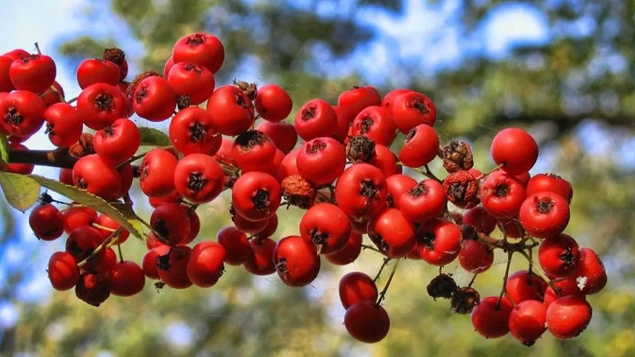 Kalp ve damar dostu alıç yaprağı: Mucize yaprak bakın nasıl  göz dolduruyor! Duyanlar satın aldılar