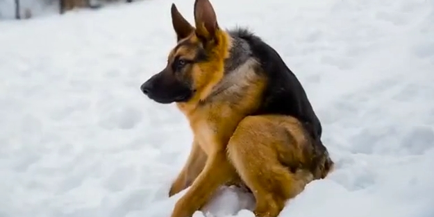 Kambur kalan köpeğin yaşam mücadelesi - VİDEO