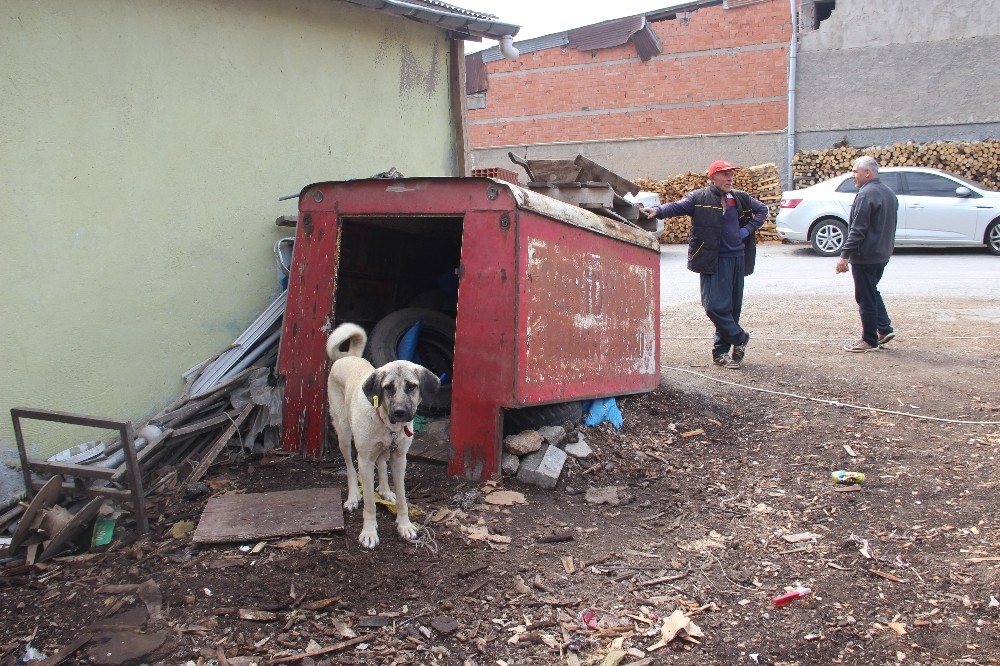 Kamera da köpek de hırsızlara engel olamadı 