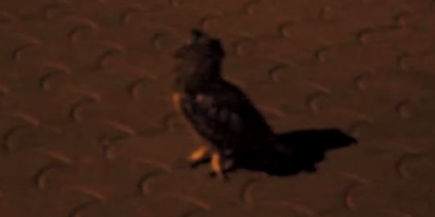 Kameradan korkan baykuş bakın ne yaptı