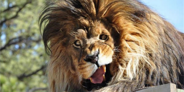 Kameralarla barışık olmayan hayvanlar