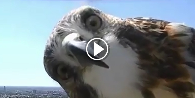 Kameranın nasıl bir şey olduğunu keşfetmeye çalışan şahin