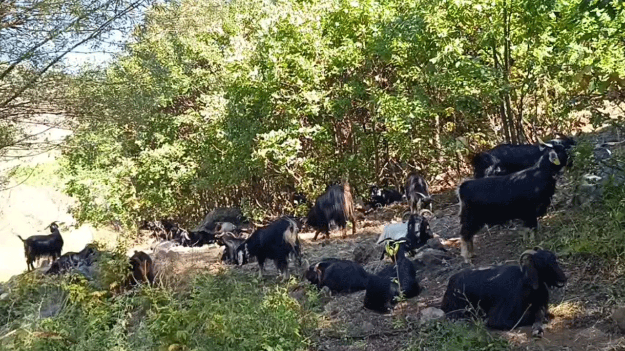 Kamış köyünün başı kurtlarla dertte