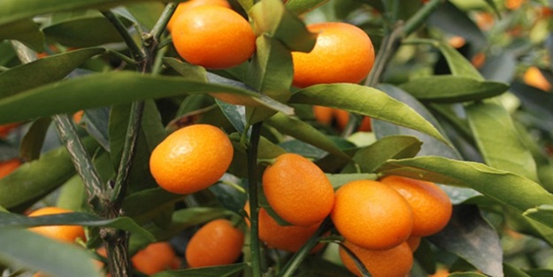 Kamkat meyvesi nelere iyi gelir? Kanser düşmanı kamkat meyvesinin inanılmaz faydaları!