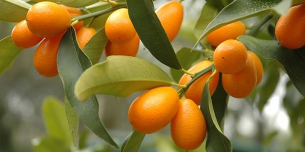 Kamkat meyvesini biliyor musunuz?