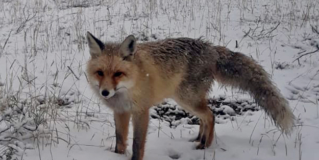 Kamp çadırına davetsiz misafir! Tilkiyi elleriyle besledi