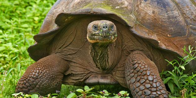Kamplumbağa eti yiyen 3 çocuk hayatını kaybetti!