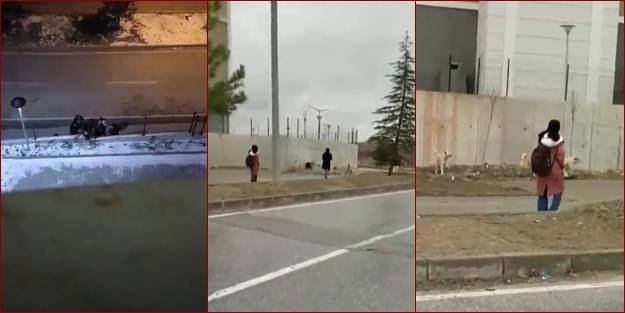 Kampüsler de başıboş köpeklerin işgali altında! KYK yurdu önünde öğrenciye saldırı