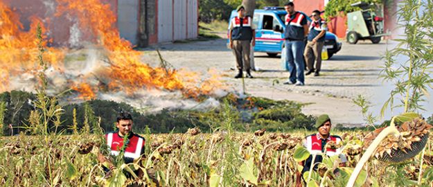 Kamu tarlasında Hint keneviri