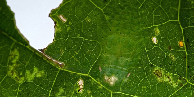Kamuflaj ustası böcekleri bulabilecek misiniz?