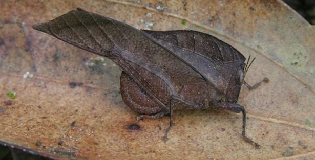 Kamuflaj yapabilen canlılar