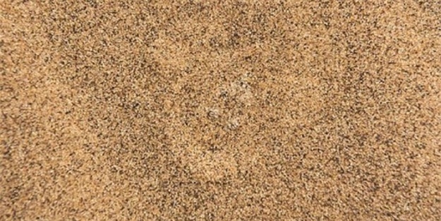 Kamufle olmuş hayvanı bulabilecek misiniz?