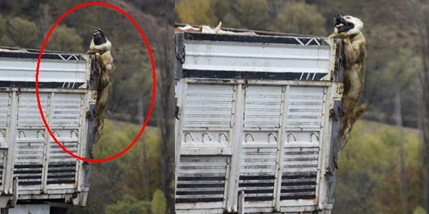 Kamyon kasasında o halde görenler şoke oldu