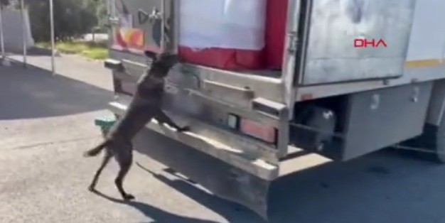 Kamyondaki çekyata gizlenmiş 13 kilo uyuşturucuyu 'barbara' buldu