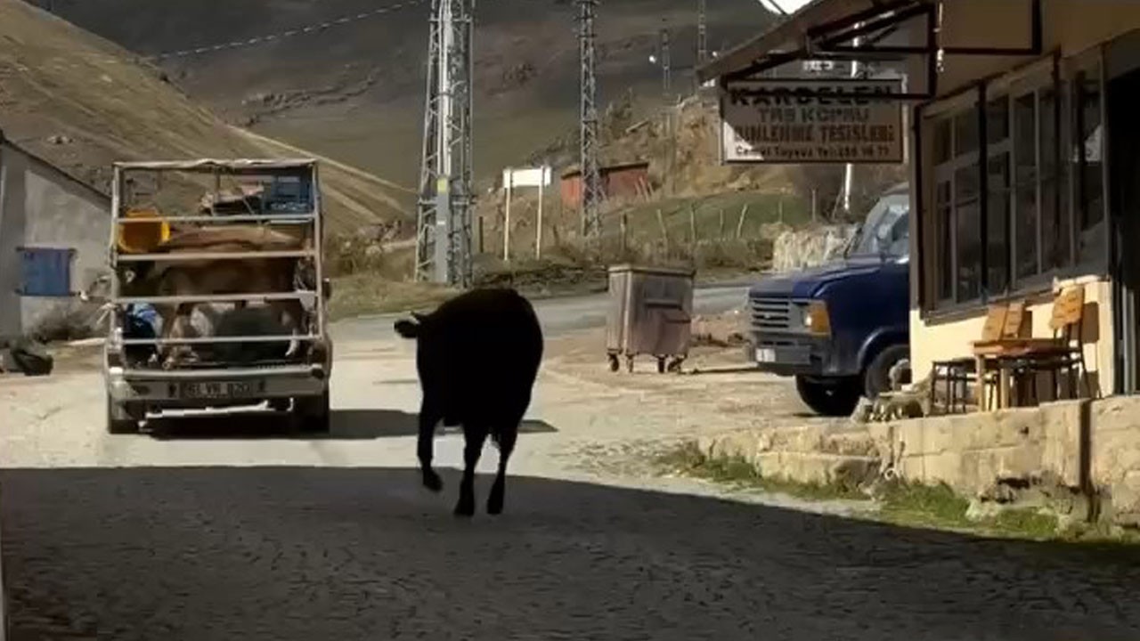 Kamyonet hareket etti, o koşmaya başladı! Ayrılan iki ineğin vedası viral oldu
