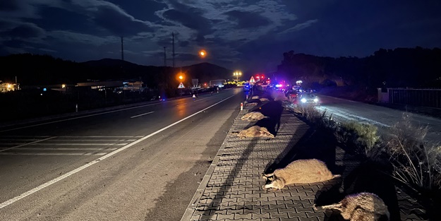 Kamyonet ve otomobilin çarptığı küçükbaş hayvanlar telef oldu