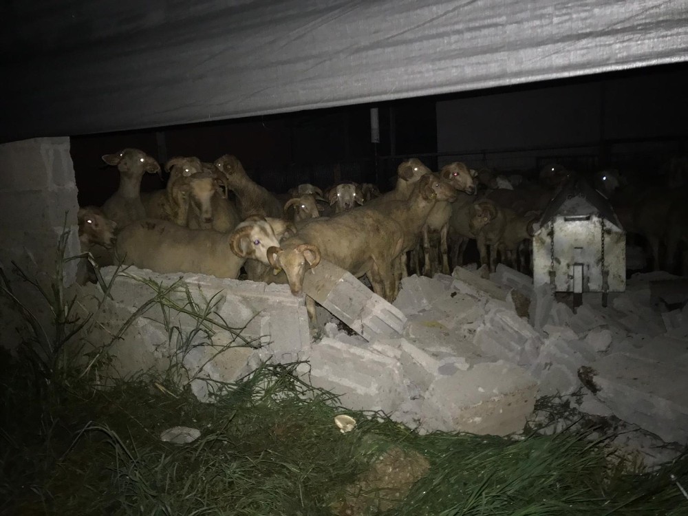 Kamyonetin ahıra dalmasıyla duvar göçtü, koyunlar şoka girdi 