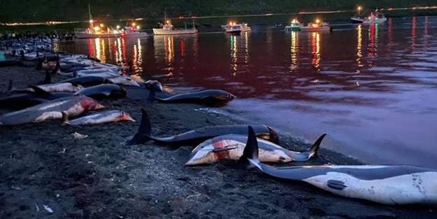 Kan donduran festival... Hepsi katledildi