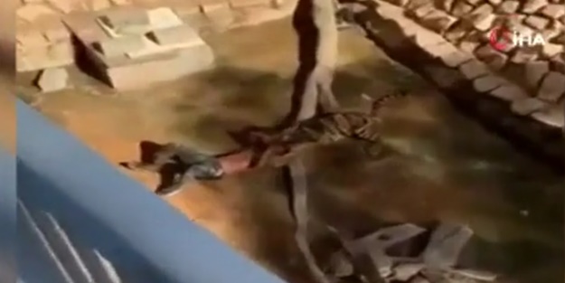 Kan donduran görüntü! Kaplan adama dehşeti yaşattı