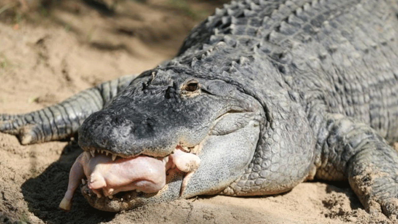 Kan donduran haber! Timsah 5 yaşındaki çocuğu öldürdü