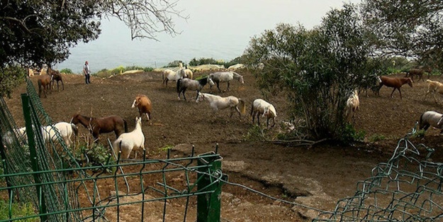 Kan donduran iddia! İBB'nin satın aldığı atlar bakın neden ölmüş