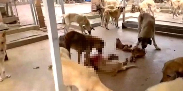Kan donduran manzara! Koronavirüs nedeniyle aç kalan köpekler birbirlerini yemeye başladı