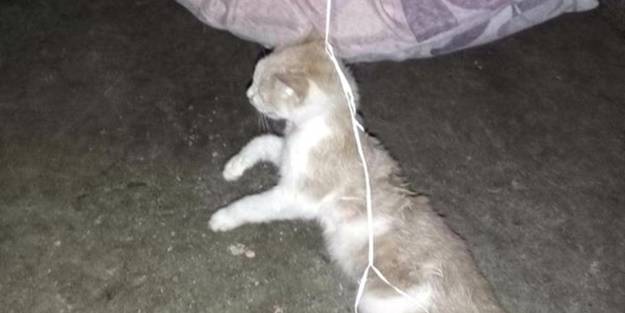 Kan donduran olay! Bunu yapan insan olamaz