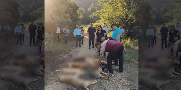 Kan donduran olay! Ormanda zehirlenerek ölmüş köpekler bulundu