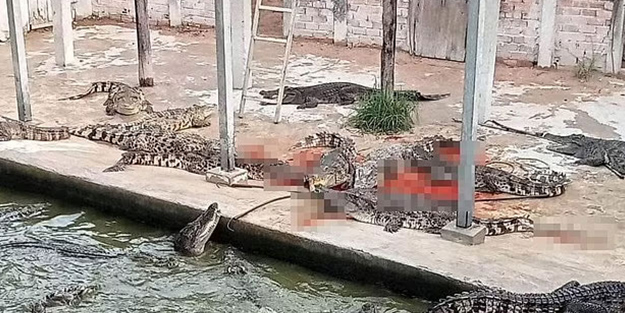 Kan donduran olay! Timsahlar kafesin içine düşen adamı paramparça etti