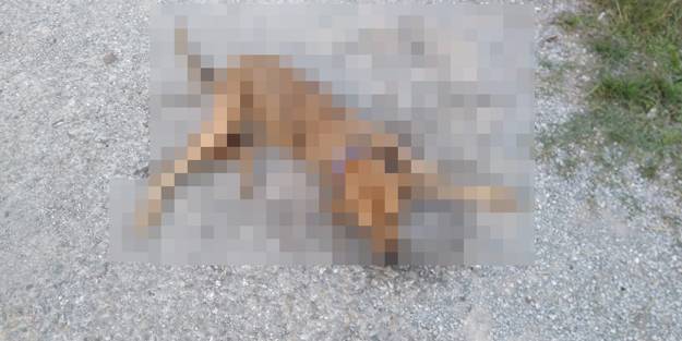 Kan donduran olay! Yol kenarı cesetleriyle doldu