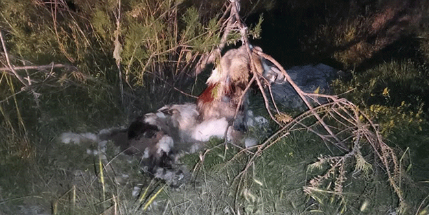 Kan donduran vahşet! 17 köpek ağaca asılmış halde bulundu