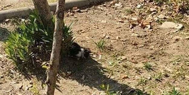 Kan donduran vahşet! Bunu yapan insan olamaz