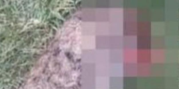 Kan donduran vahşet! Parkta başı koparılmış kedi bulundu