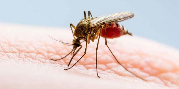 Kan emici sivrisineklerden ilaçsız kurtulabilirsiniz