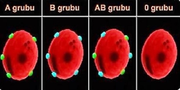 Kan grubunuza göre nasıl beslenmelisiniz?