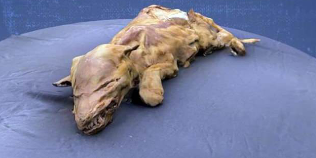 57 bin yıllık dişi kurt yavrusu bulundu!