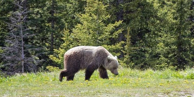 Kanada’da ayı saldırısı: 2 ölü